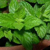 Panna cotta alla menta